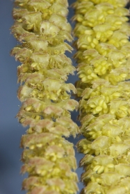 Haselnuss (Corylus avellana) - männche Blütenstände